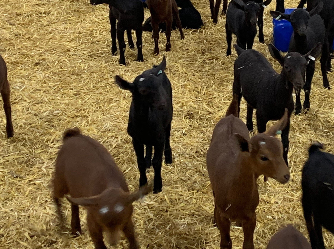 Las Cabras De Mam景点图片