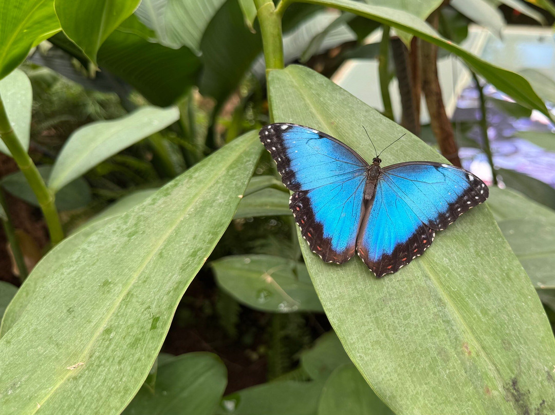 Mariposario del Drago景点图片