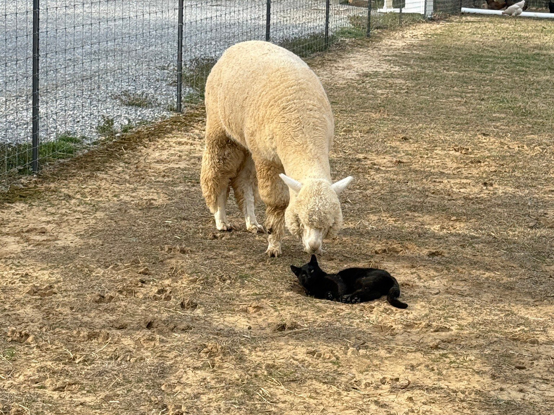 Misty Pond Alpaca Farm & Store-帕迪尤卡必去景点