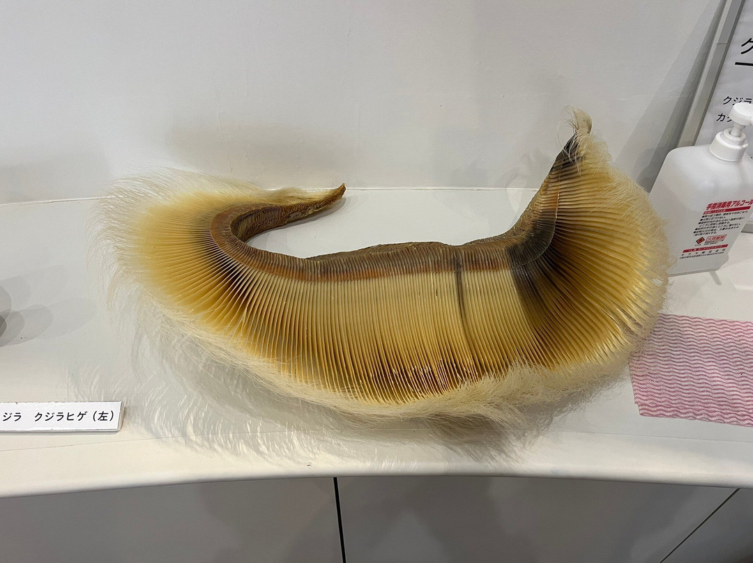 Whale Town Oshika-石卷市必去景点