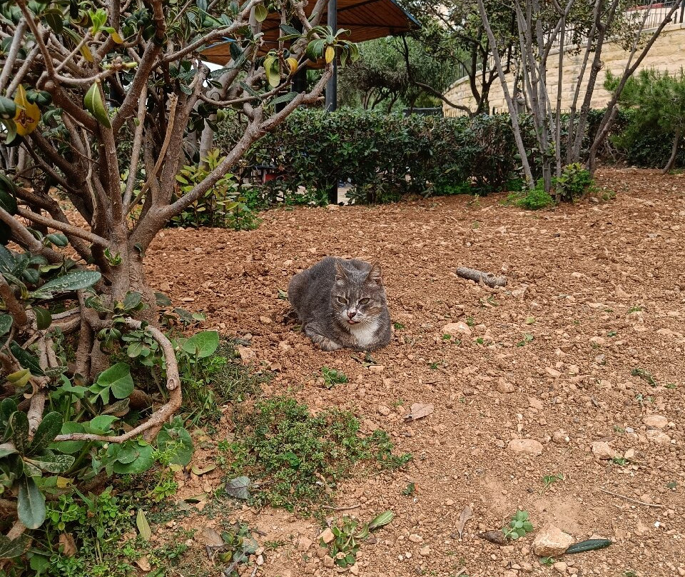 Independence Gardens-斯利马必去景点