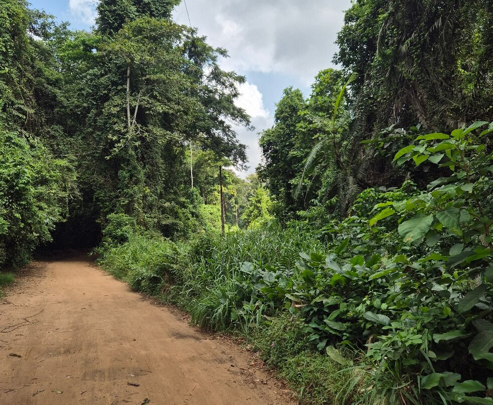 Association Afric Art-阿比让必去景点