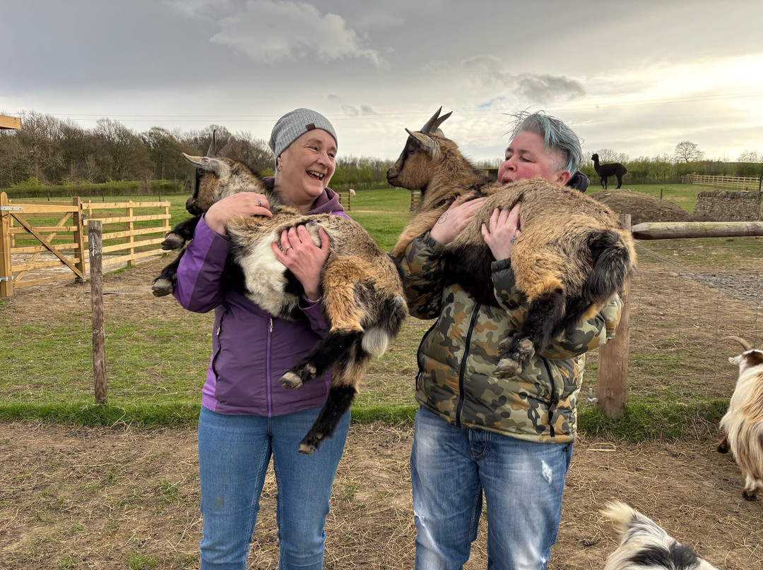 Walking the goats at Lower Coates景点图片