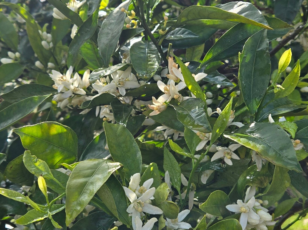 阿尔苏兹木屋