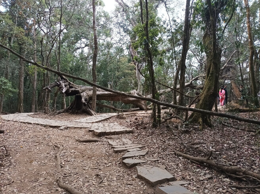 Mawphlang Sacred Forest-西隆必去景点