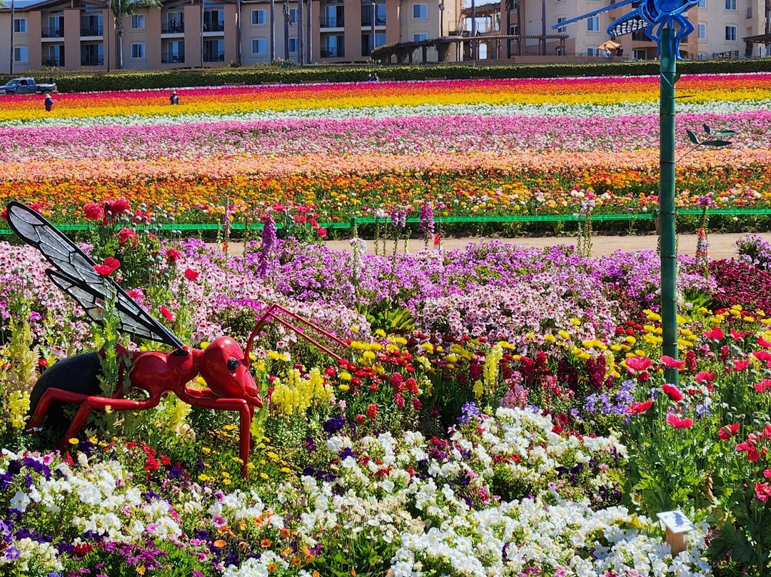 The Flower Fields at Carlsbad Ranch-卡尔斯巴德必去景点