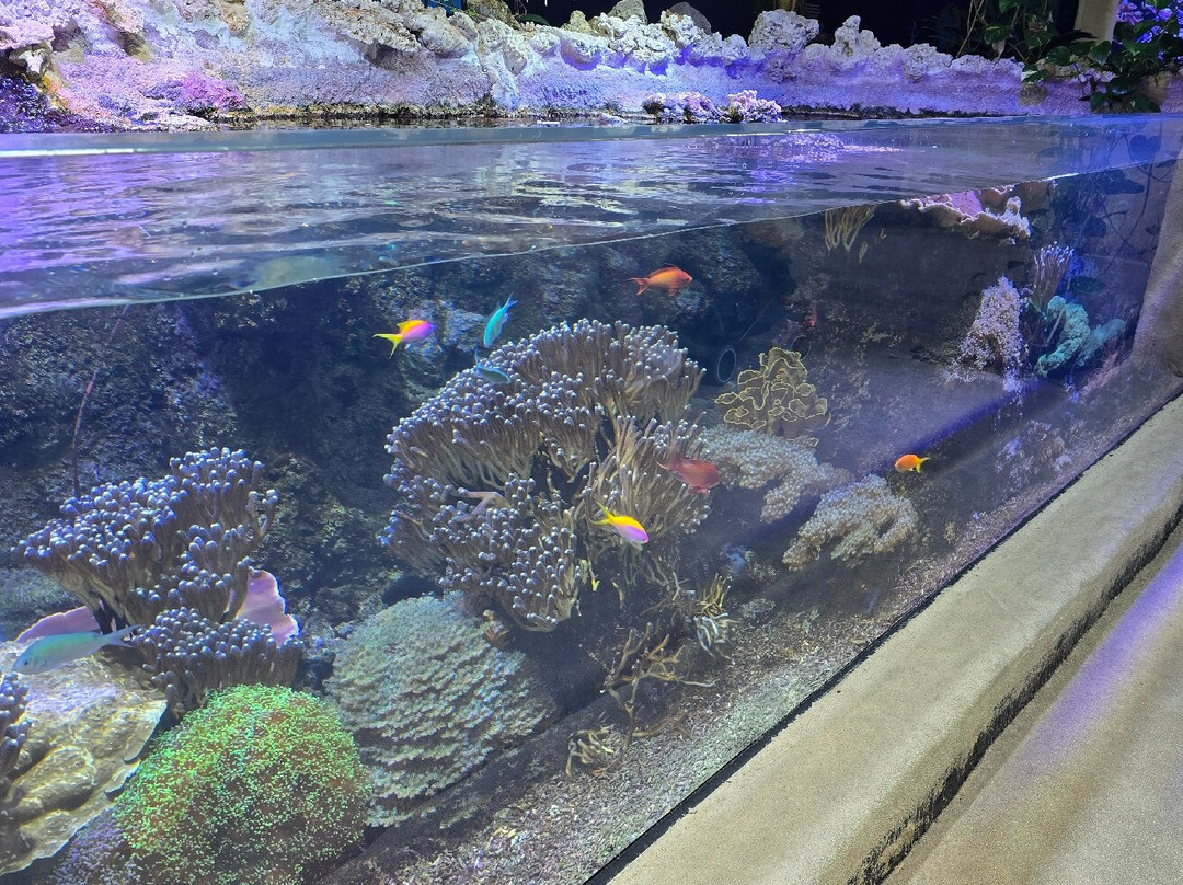 Aquarium Oniria景点图片