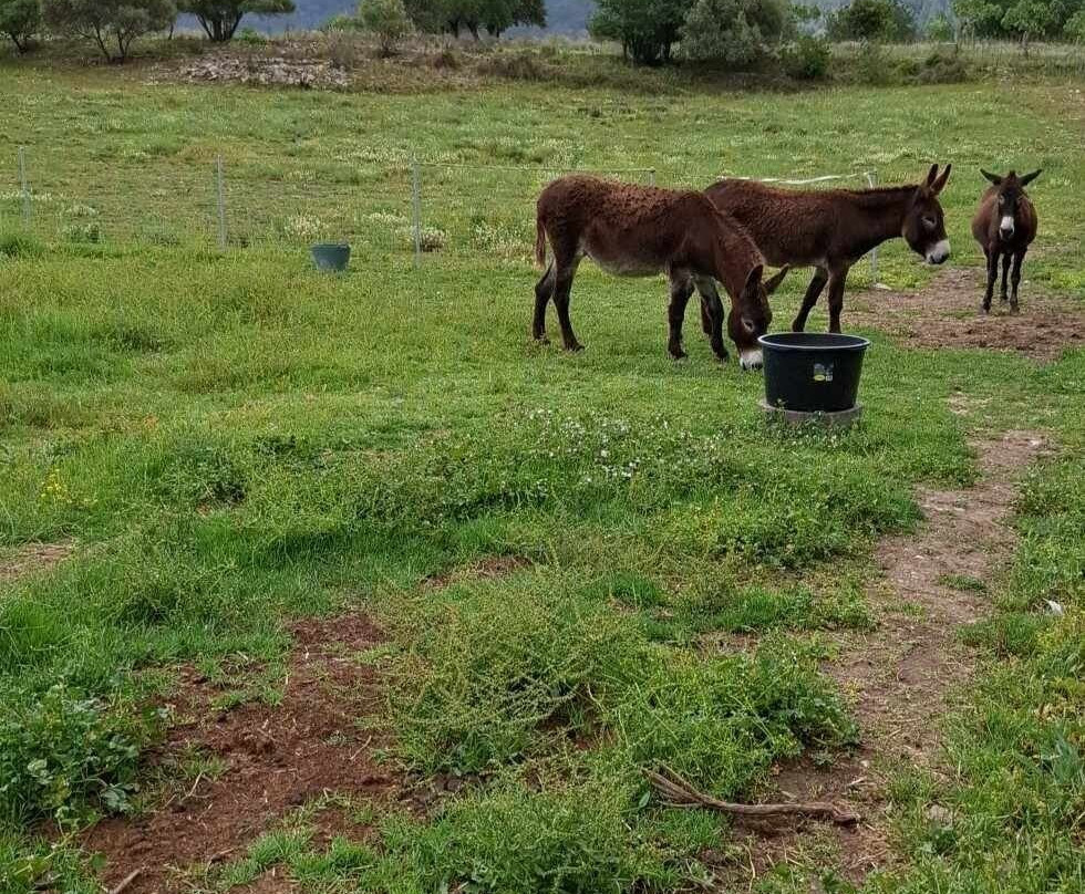 Mad Donkey Mallorca-Pollenca必去景点