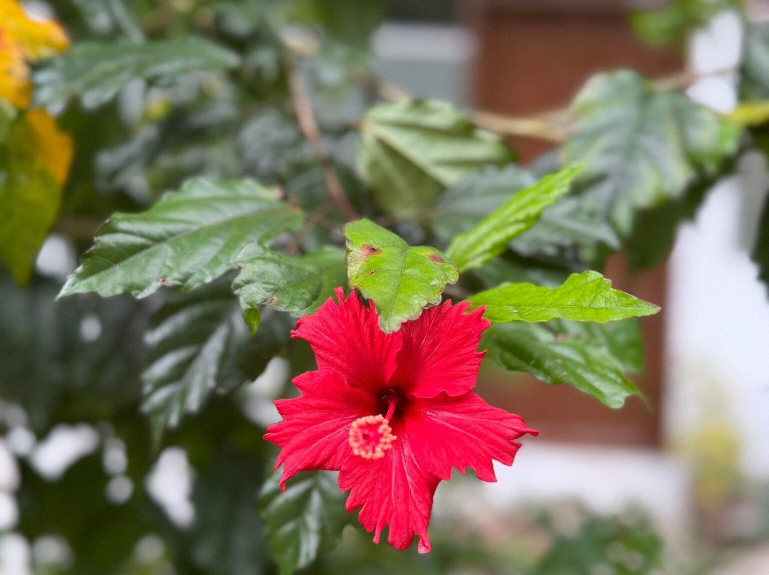 Hotel Tara Machupicchu主图