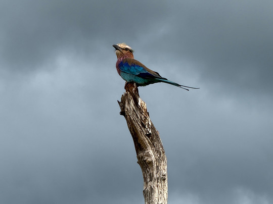 Trek Afrika Adventures-蒙巴萨必去景点