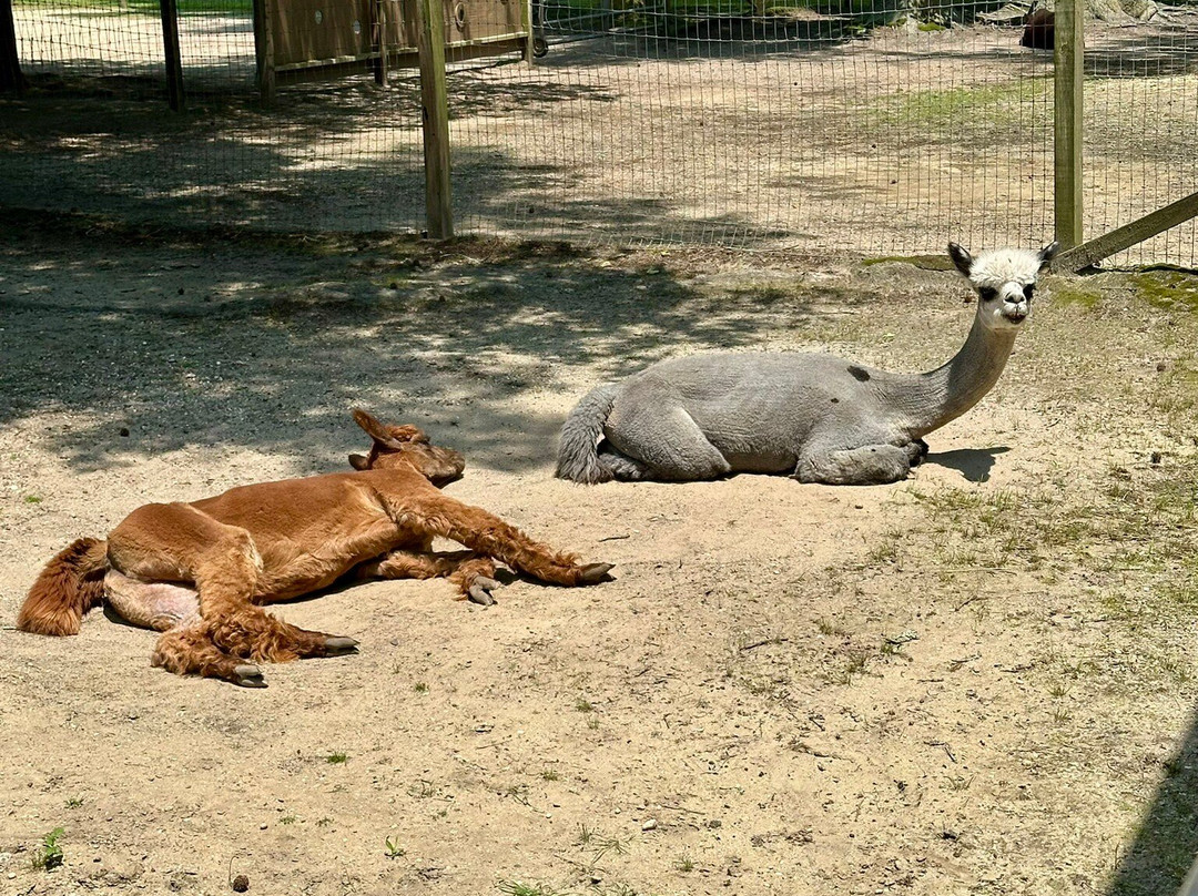 Jersey Shore Alpacas景点图片