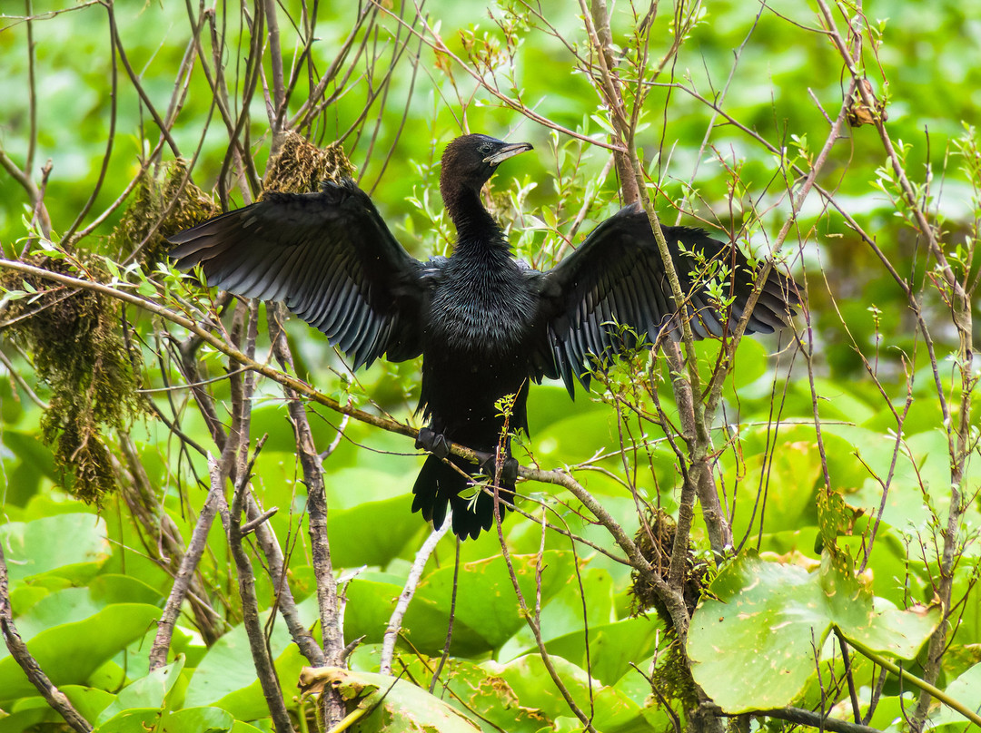 Skadar Lake Boat Tours "Sidro"-Rijeka Crnojevica必去景点
