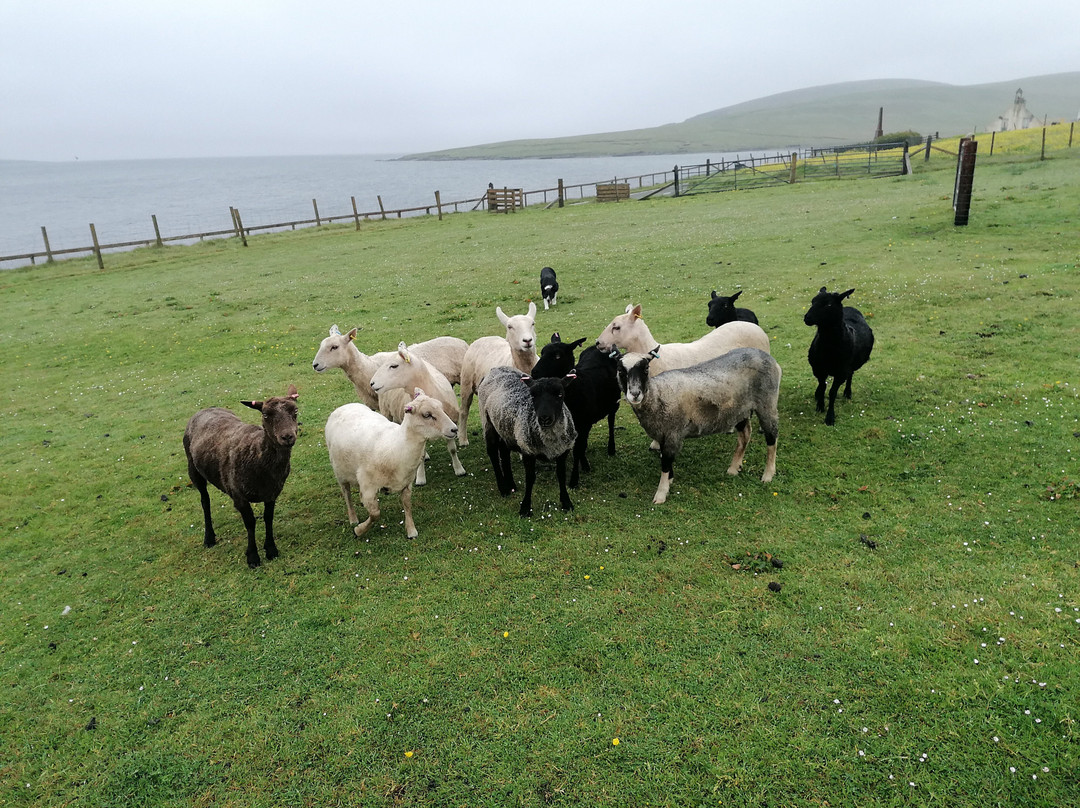 Shetland Rural Experience-Tingwall必去景点