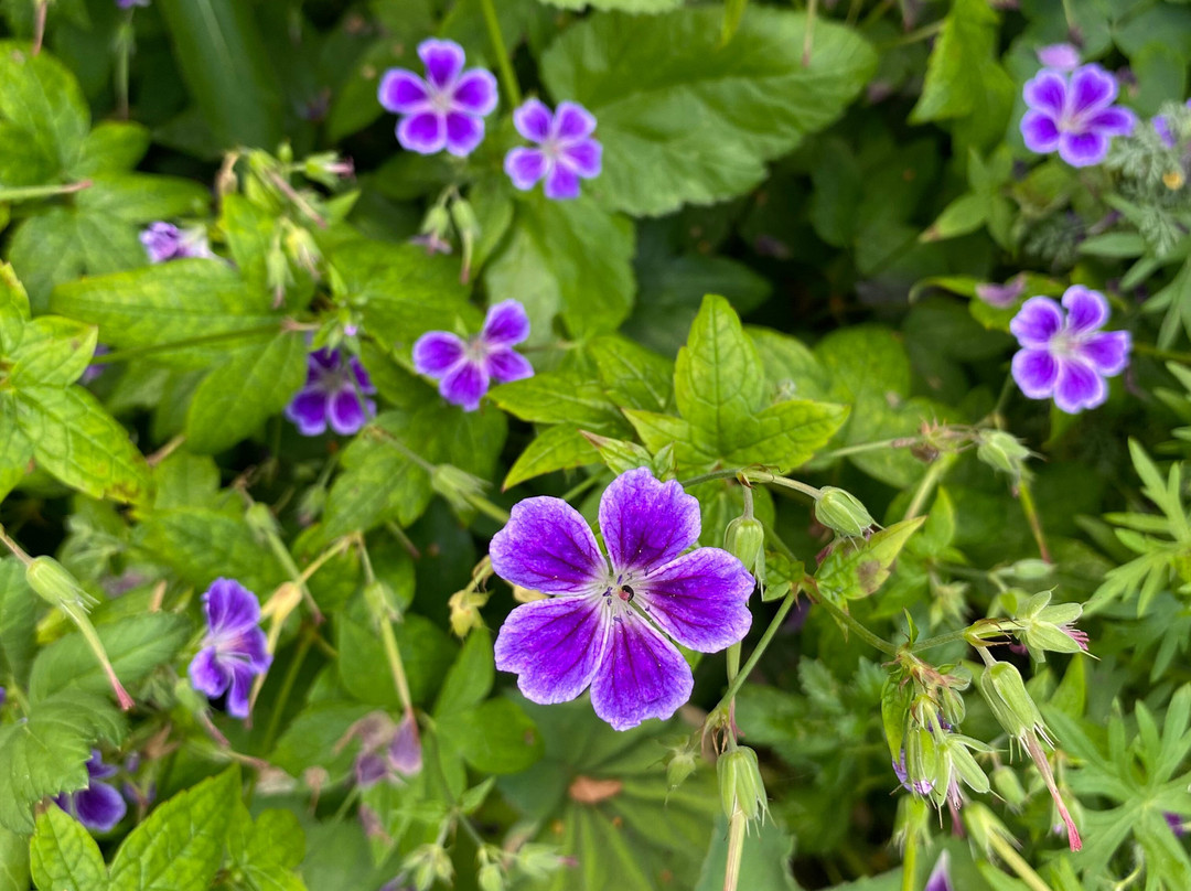 Stillingfleet Lodge Gardens-Stillingfleet必去景点