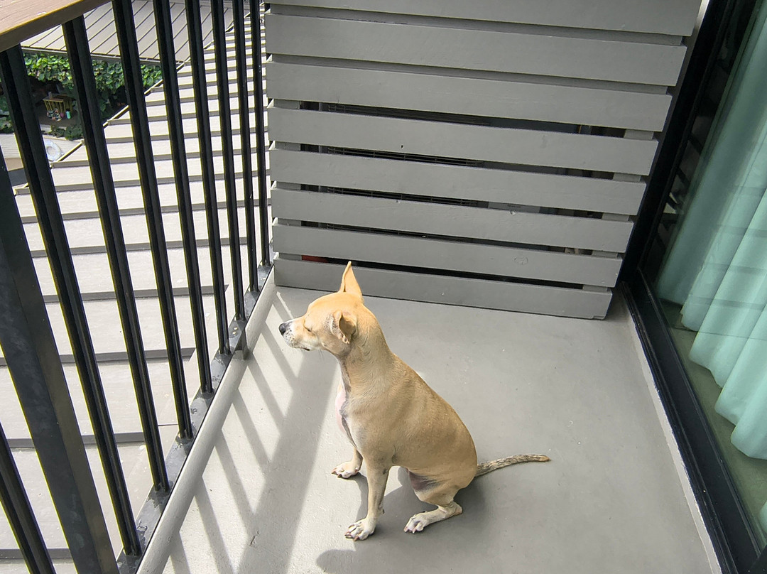 冲浪顶酒店及游泳俱乐部主图