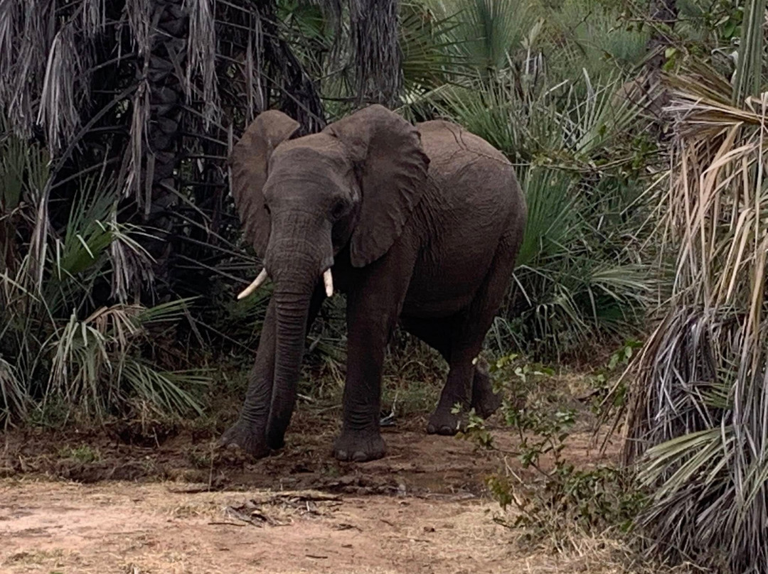 Mukuni Big 5 Safaris Limited-李文斯顿必去景点