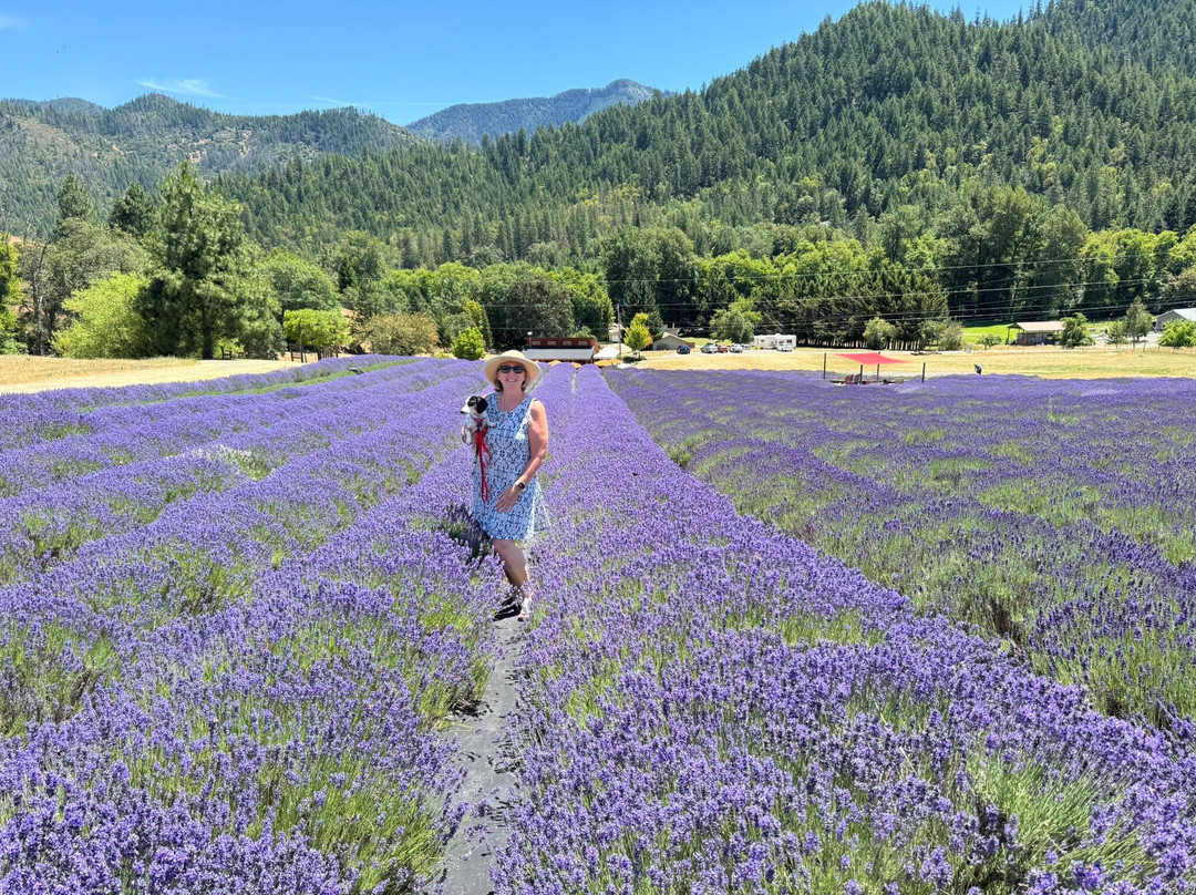 The English Lavender Farm-Applegate必去景点