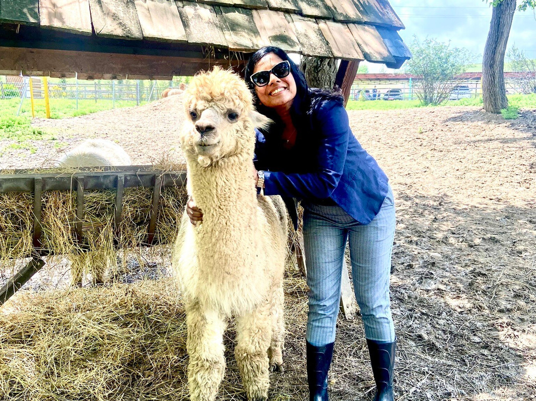 Alpaca Azerbaijan-Meysary必去景点