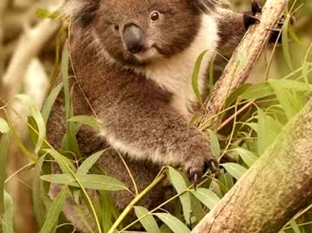 Barooga Country Inn Motel主图