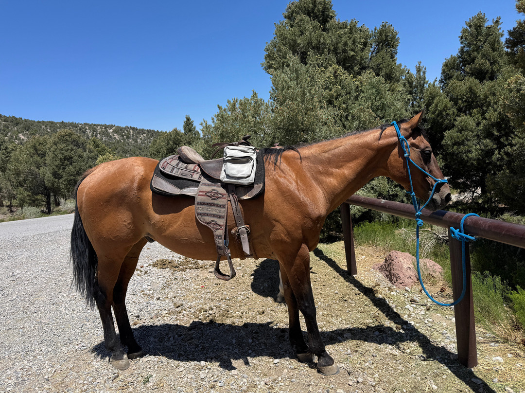 Mount Charleston Riding Stable-Mount Charleston必去景点