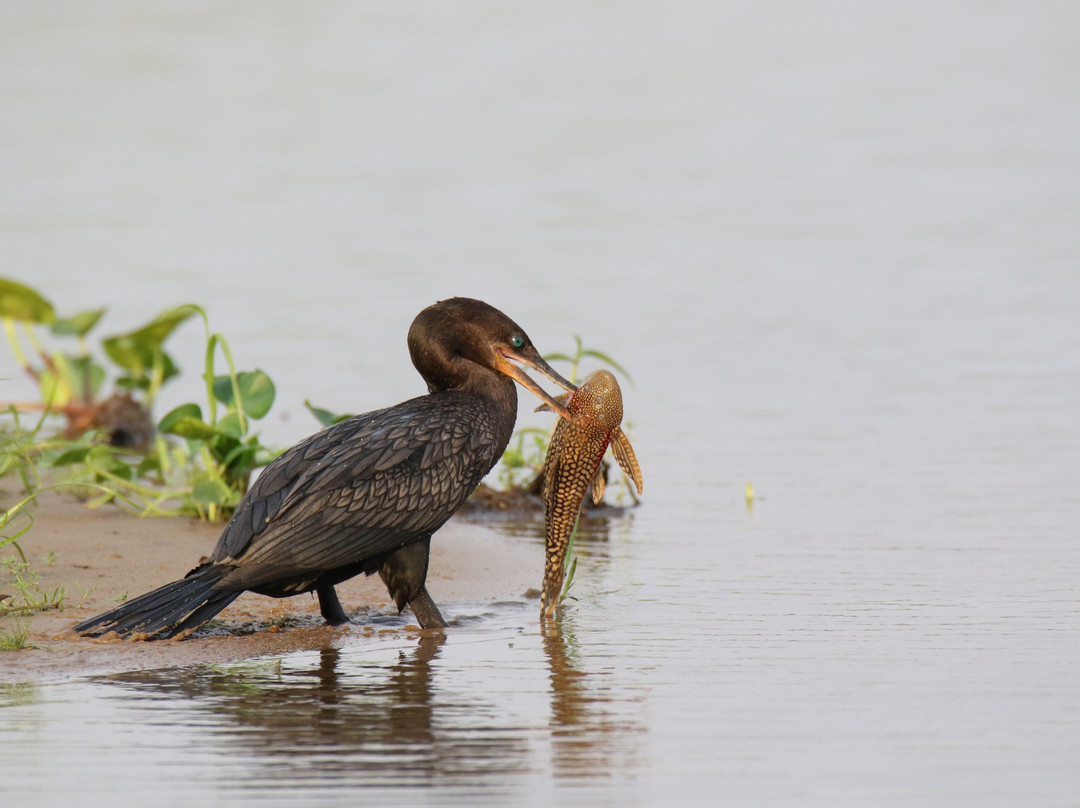 Hotel Baiazinha主图