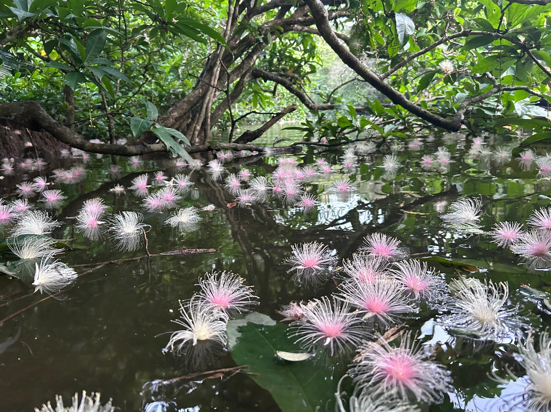 Iriomote Island Kayaks Kazaguruma-竹富町西表岛必去景点