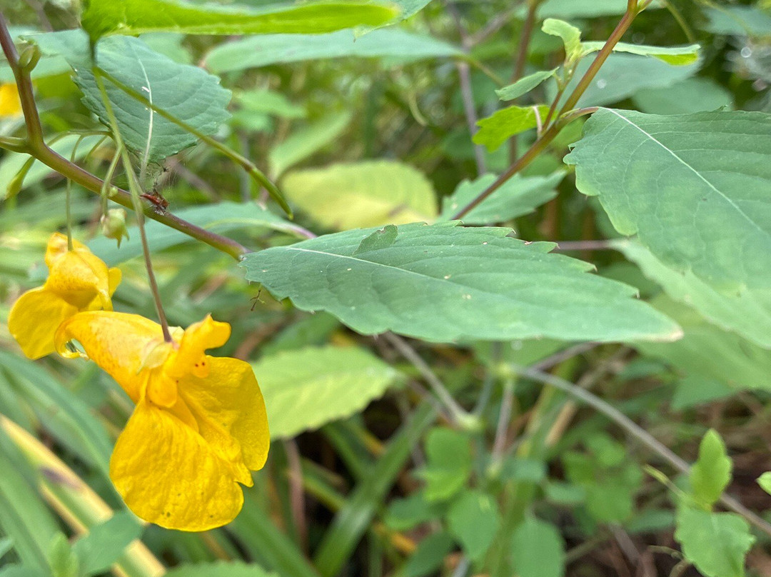 Arboretum Al Gaulhia-Espartignac必去景点
