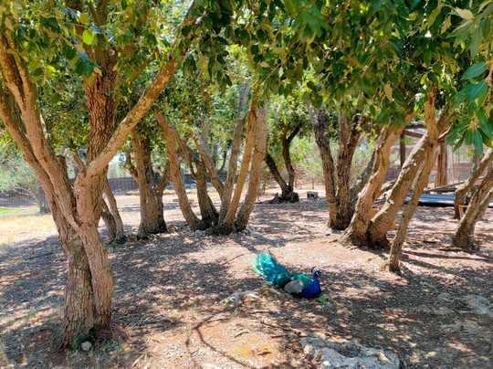 Tenuta Sant'Antonio主图