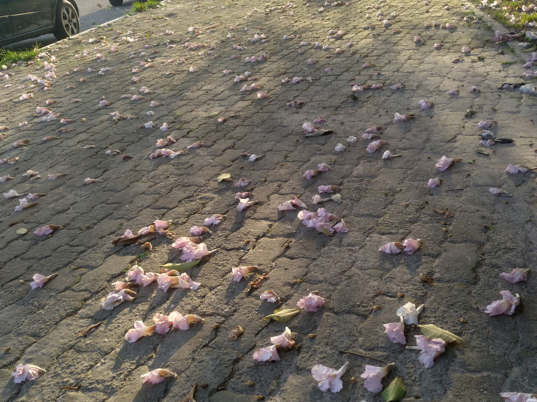 Portal da Amazonia-贝伦必去景点