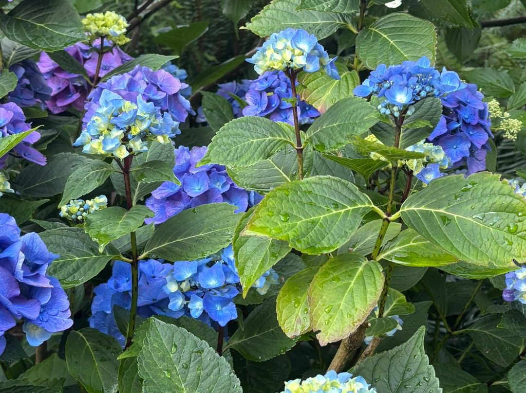 Volunteer Park-西雅图必去景点