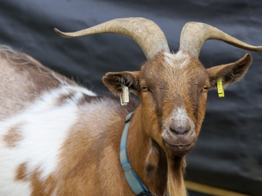 Nunny's Farm CIC-格里姆斯比必去景点