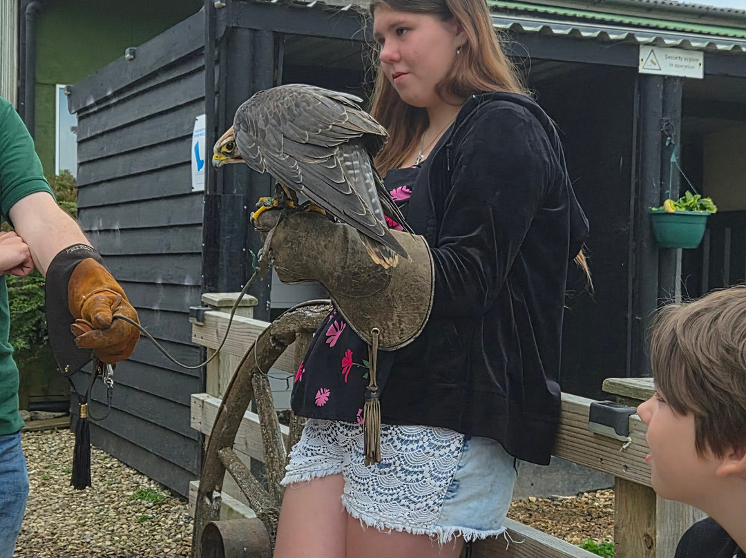 Hawkridge Bird Of Prey Centre-埃克斯茅斯必去景点