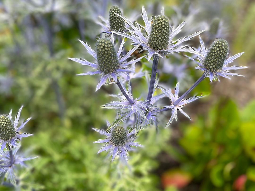 Pitmedden Garden & Museum of Farming Life-阿伯丁必去景点