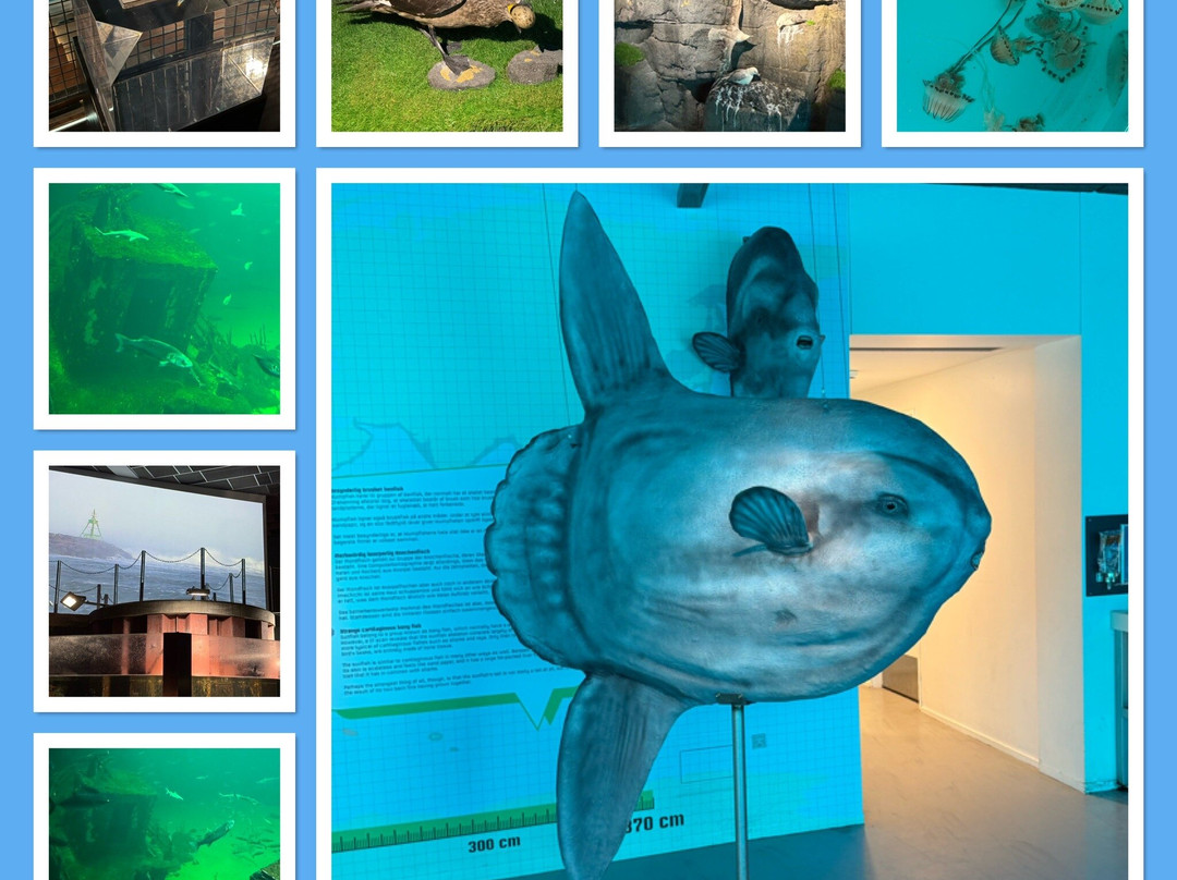 Nordsoen Oceanarium-赫茨哈斯必去景点
