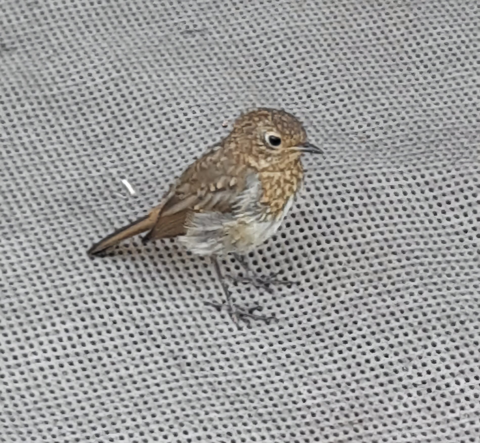 Au Jardin Près de l'Océan-官方