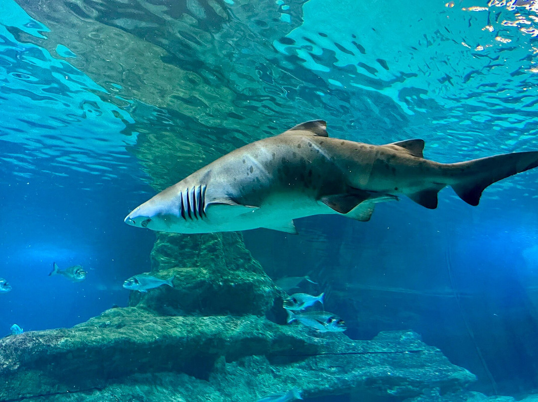 Aquárium Costa de Almería-滨海罗克塔斯必去景点