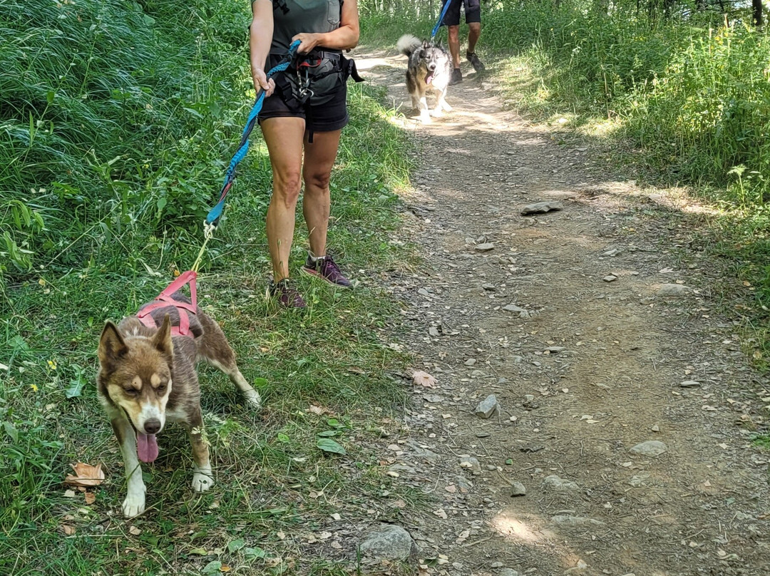 Kuma & Co-莱德萨阿尔卑斯必去景点