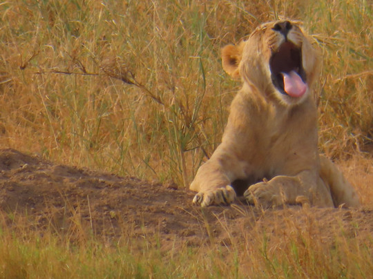 Kenya Escursioni-瓦塔木必去景点