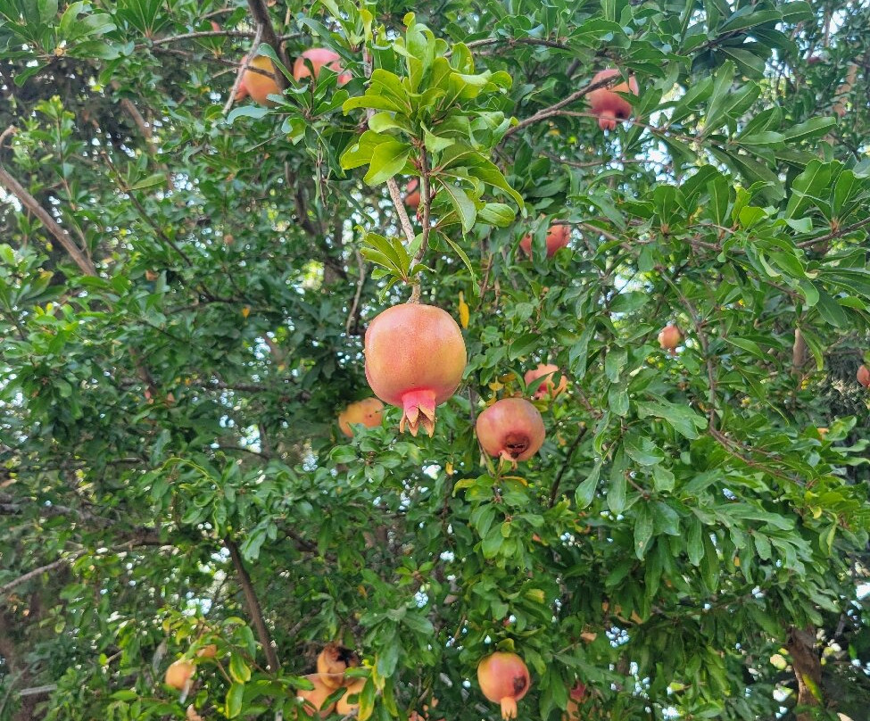 Zihron Ya'akov-Ein Ya'akov必去景点