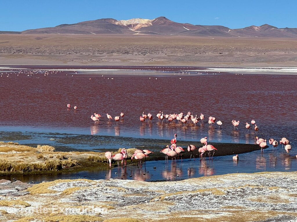 Andes Salt Expeditions Tour Operator-乌尤尼必去景点