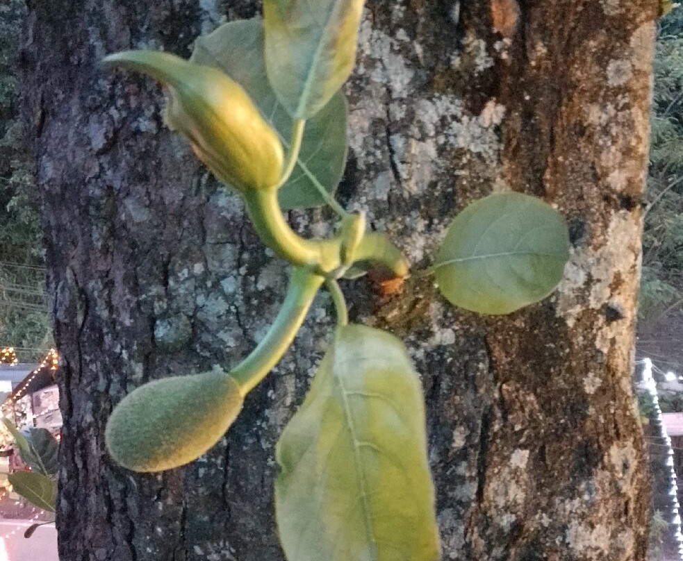 White Elephant Cookery Class-埃勒必去景点