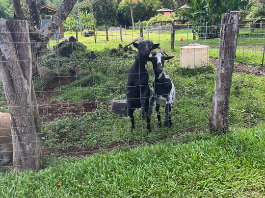 Hāna Gardenlands-哈纳必去景点