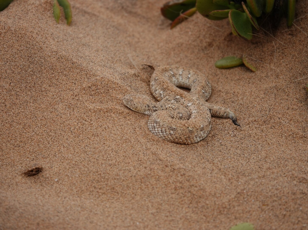 Tommy's Tours and Safaris-斯瓦科普蒙德必去景点