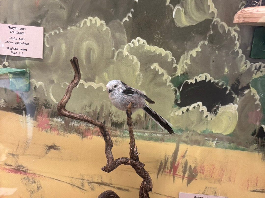 Balaton Museum-凯斯特海伊必去景点