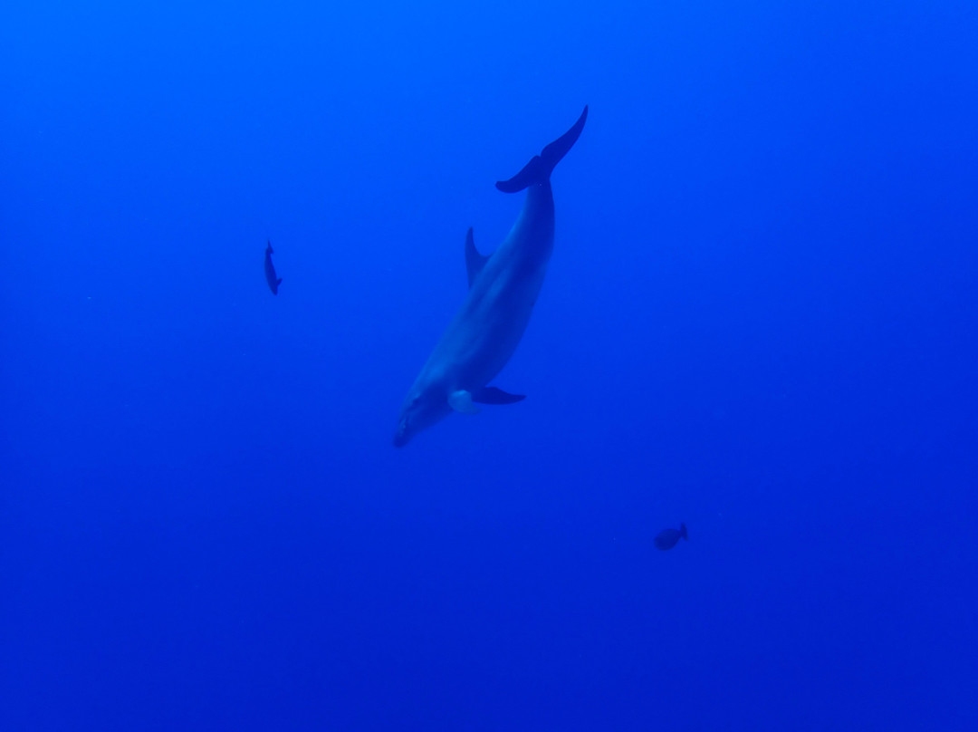 Rangiroa Diving Center-阿瓦托鲁必去景点