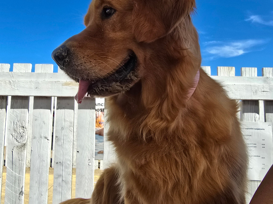 Bagno 81 No Problem-里米尼必去景点