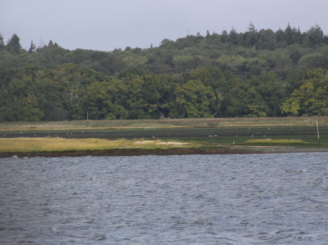 Birds Of Poole Harbour Events-普尔必去景点