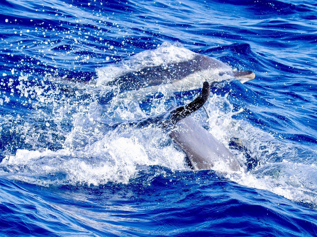 ARGO III - Skiathos for Sailing-斯亚索斯必去景点