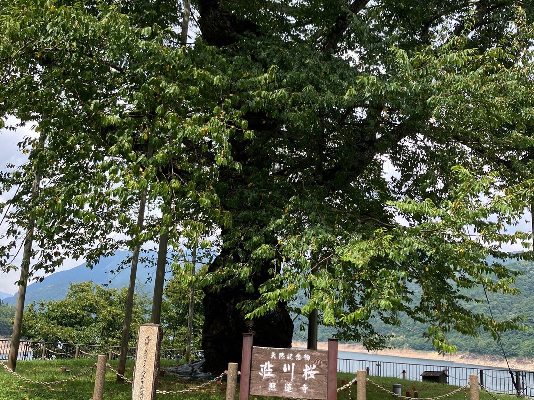 Shokawa-Zakura-高山市必去景点
