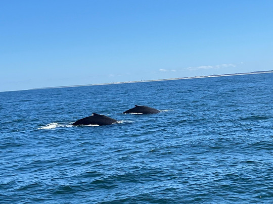 Captain John Boats-普利茅斯必去景点